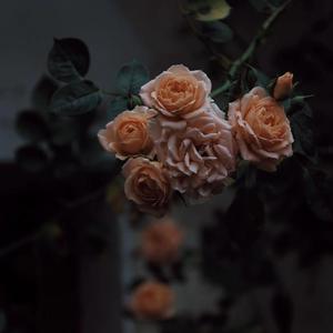 舒淇古装露逼视频
